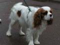 Cavalier king charles Cavalier king charles