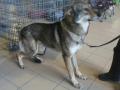 Chien loup de Saarloos Chien loup de Saarloos