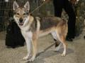 Chien loup tchécoslovaque Chien loup tchécoslovaque