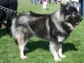 Eurasier Eurasier