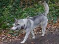 Husky sibérien Husky sibérien
