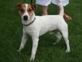 Jack russell terrier Jack russell terrier