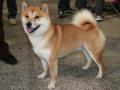 Shiba Shiba
