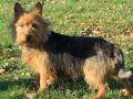 Terrier australien Terrier australien