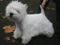 West highland terrier West highland terrier