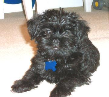 Affenpinscher