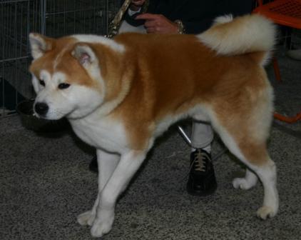 Akita