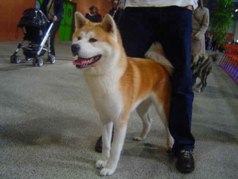Akita