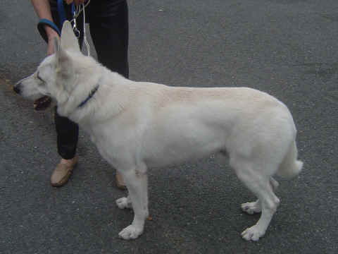 Berger blanc suisse