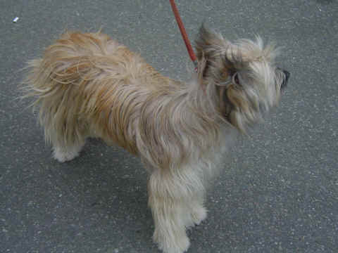 Berger des Pyr�n�es