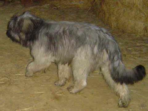 Berger des Pyr�n�es