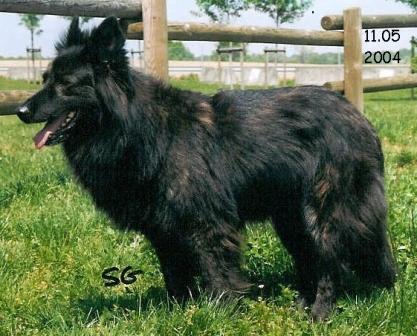 Berger hollandais � poil long