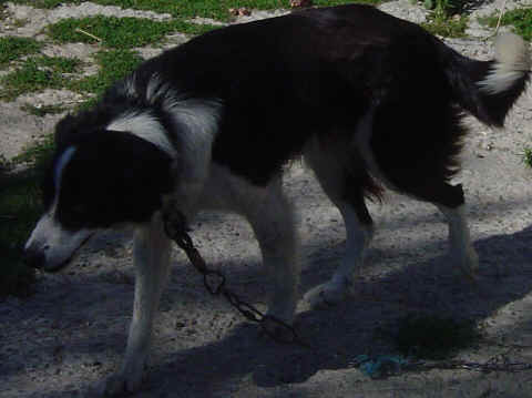 Border collie