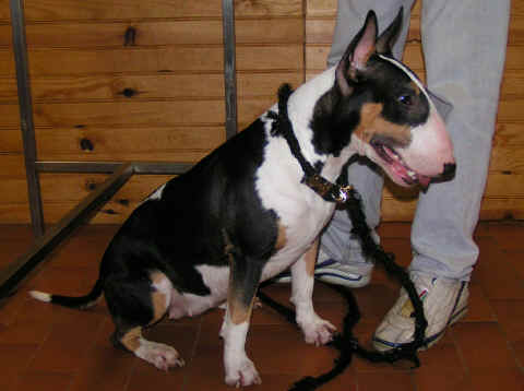 Bull terrier