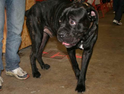 Cane Corso