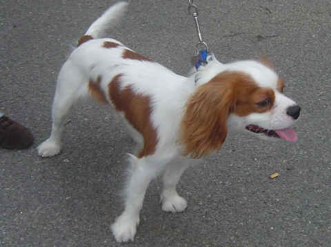 Cavalier king charles