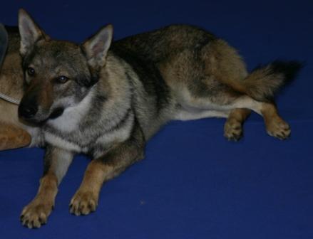 Chien loup tch�coslovaque