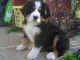 Choisir son chien