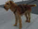 Choisir son chien