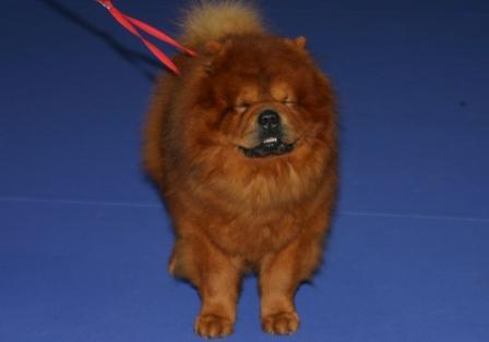 Chow-chow