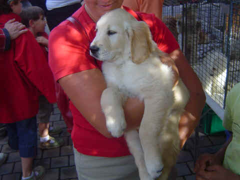 Golden retriever