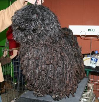 Puli