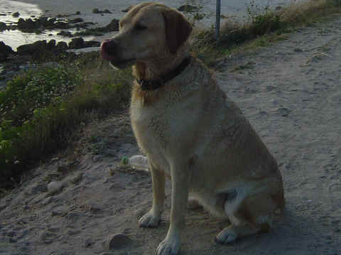 Labrador retriever