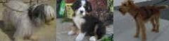 Choisir son chien