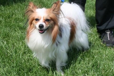 Jeune Chien Papillon En Plastique Et Un Transporteur Banque D'Images Et Photos 