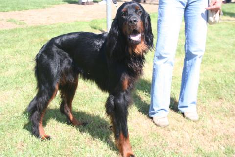 Setter gordon