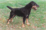 Jagd terrier