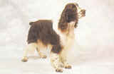 Springer anglais