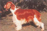 Springer gallois