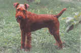 Terrier irlandais