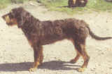 Griffon nivernais