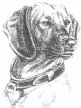 Chien de Rouge de Bavi�re