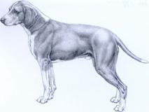 Chien courant de Hygen