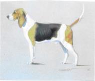 Chien d'Artois