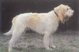 Grand griffon vend�en