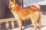 Spitz finlandais