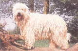 Komondor