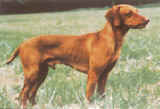 Vizsla � poil court