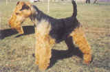 Welsh terrier