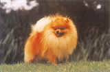 Grand spitz