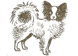Papillon