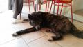 hogo et mon chat hogo et mon chat