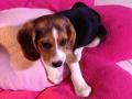 chien adorable chien adorable