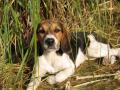 beagle harrier femelle beagle harrier femelle
