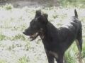Beauceron Malinois Beauceron Malinois