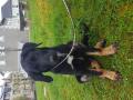 Un Amour de Beauceron Un Amour de Beauceron